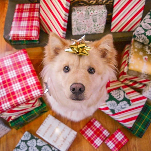 puppy with presents