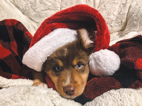 puppy in santa hat