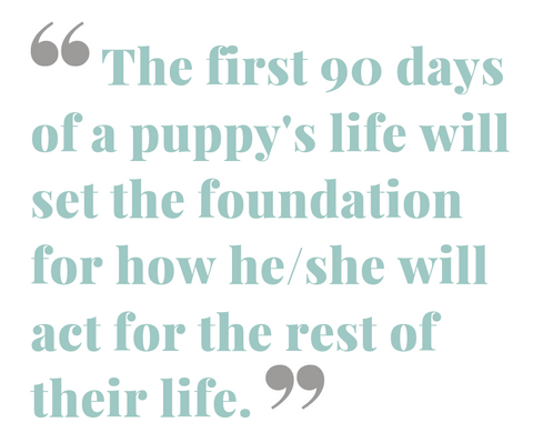 the first 90 days of a puppys life will set the foundation for how they will act for the rest of their life quote