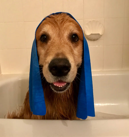 retriever loves bath