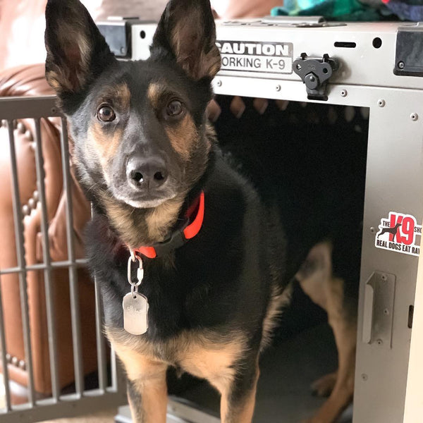 gsd mix in collapsible dog crate