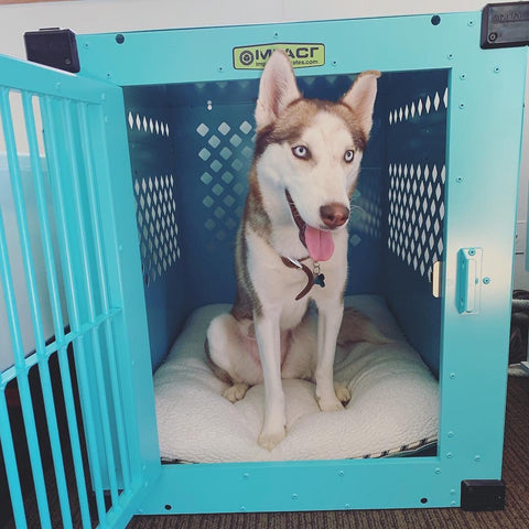 siberian husky in teal stationary 500 impact crate