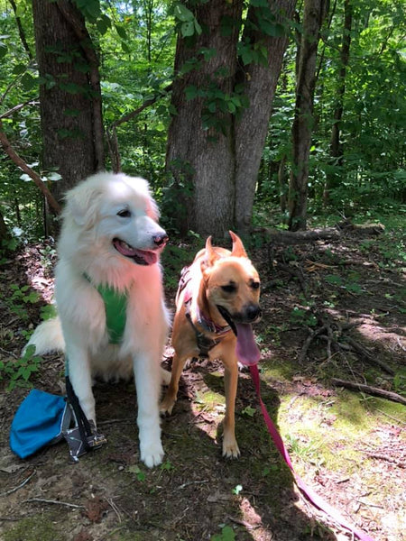 two dogs in forest