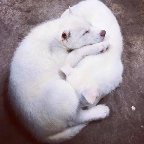 white puppies cuddling