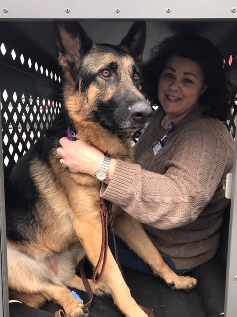 german shepherd and friend in giant impact dog crate