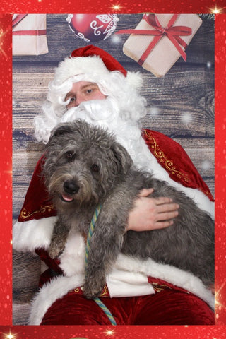 dog with santa