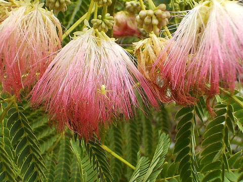 Mimosa Tree (Albizia julibrissin) Flower and Leaf 