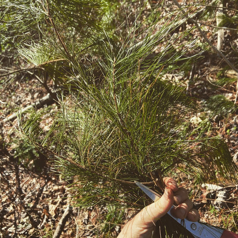 Harvesting Pine Needles