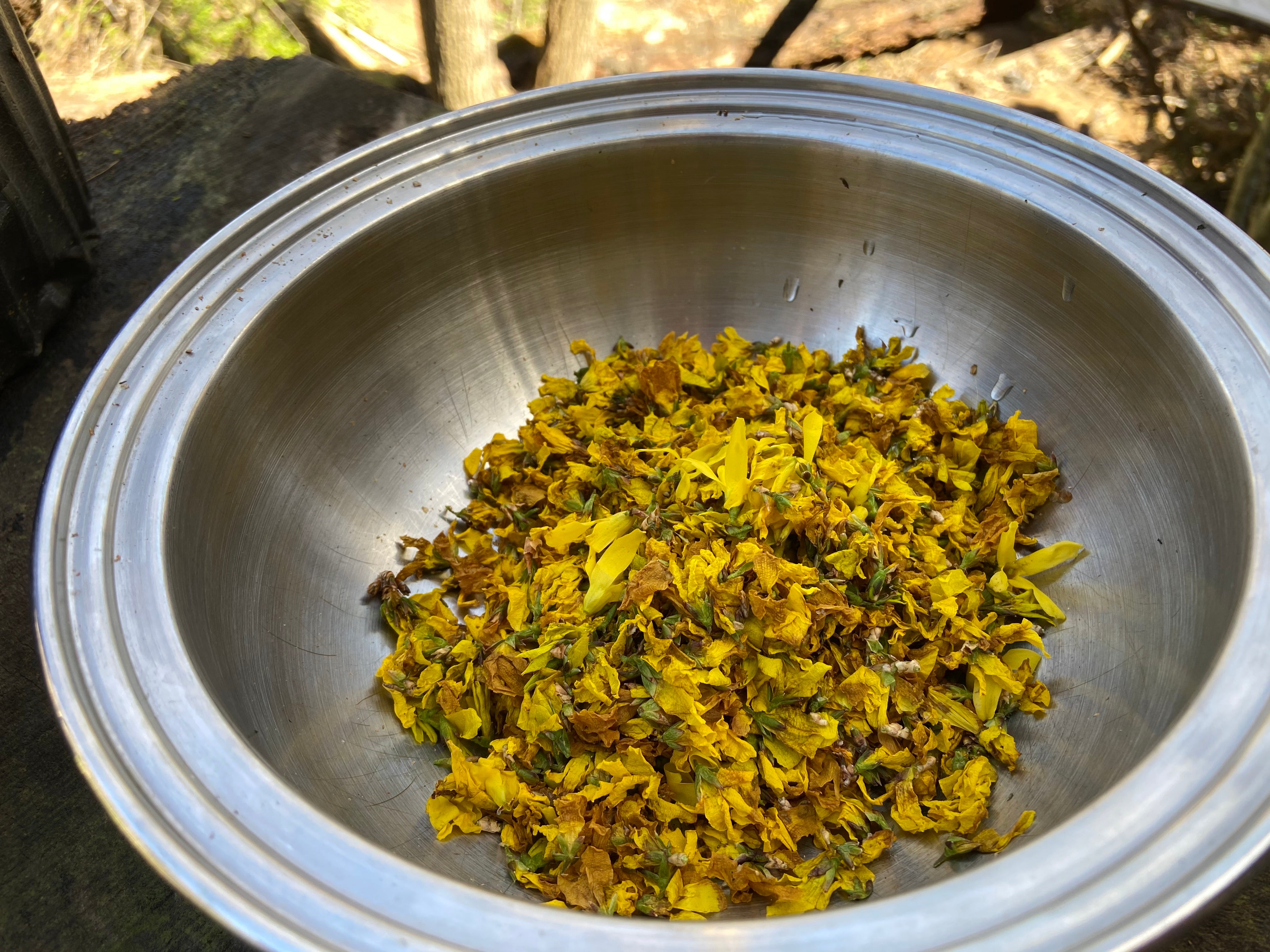 Forsythia Flowers for Syrup