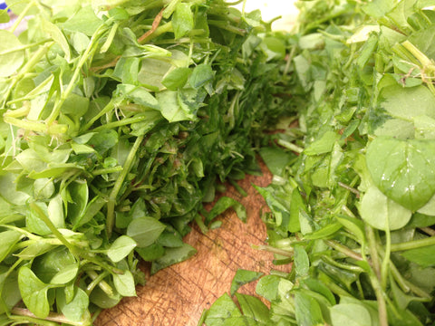 Chickweed Fresh Herb Poultice for Eye Health 