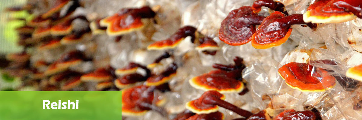 reishi mushroom superfood