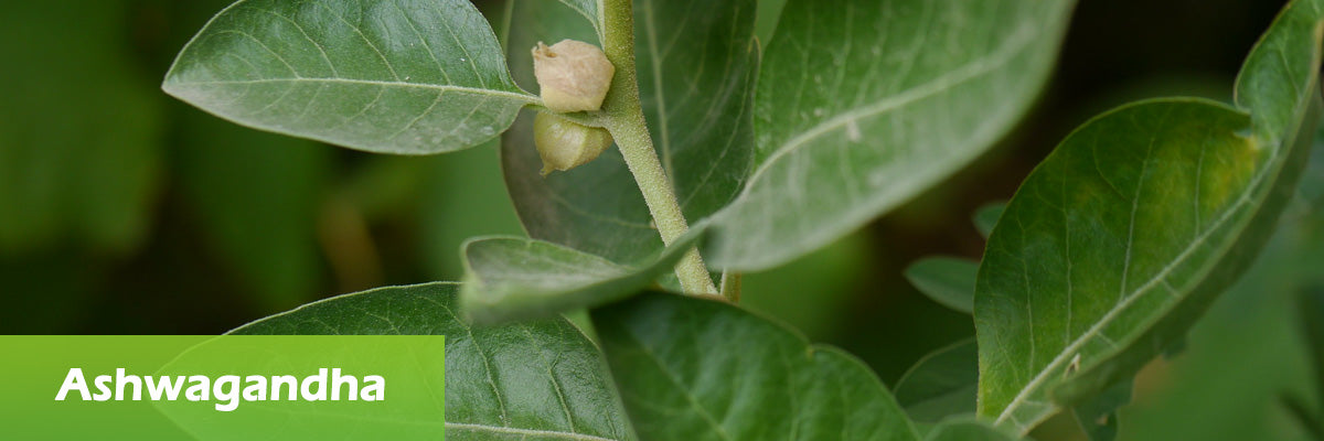 superfood ashwagandha