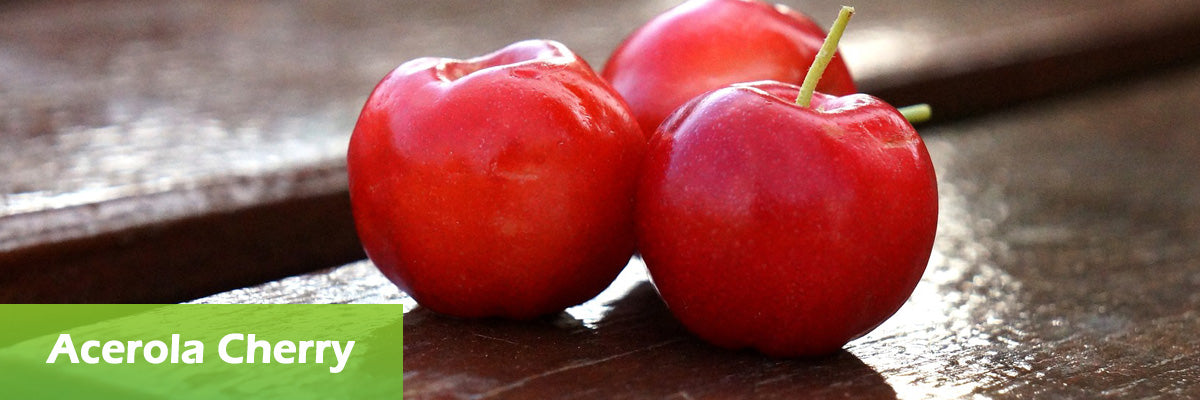 superfood acerola cherry