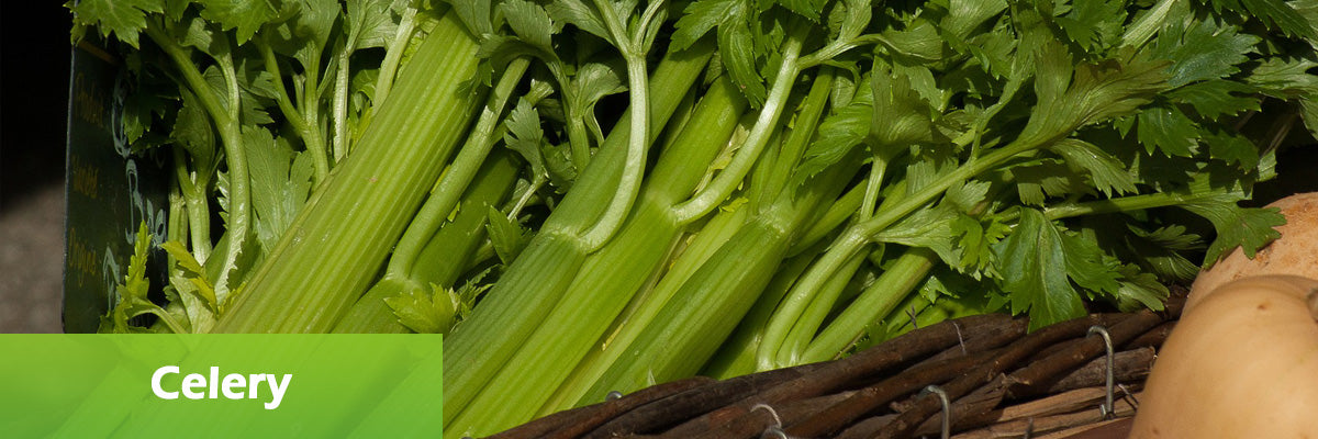 superfood celery