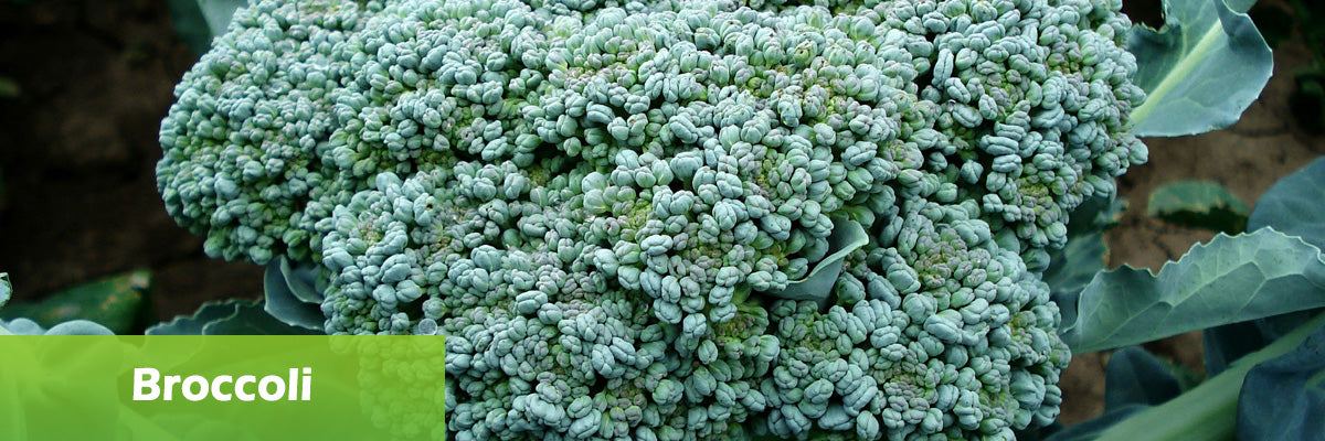 superfood Broccoli 
