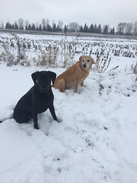 dogs outside in michigan winter