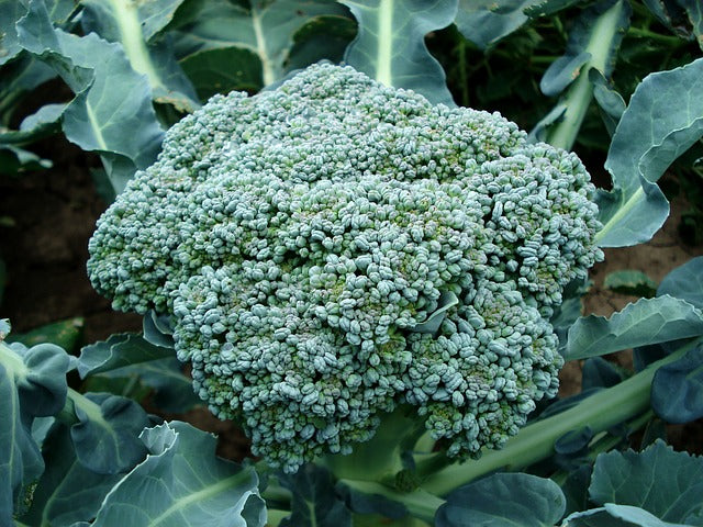 broccoli for skin health