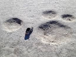 Yeti Footprint
