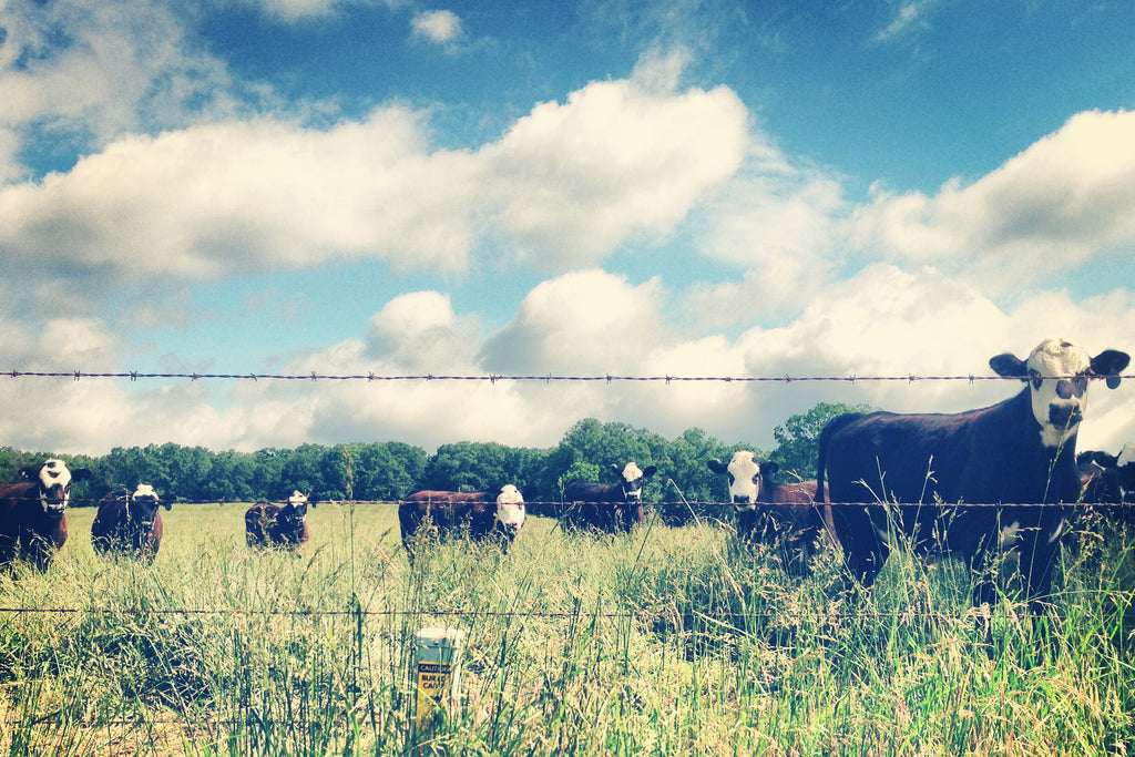 Cows in a field with blue skies and scattered clouds