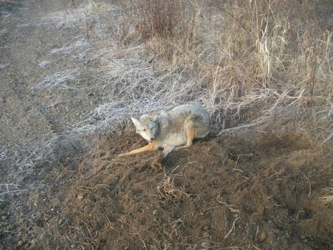 MO Trapper Michael Caught his First Canines Using Lenon Fox Super All Call