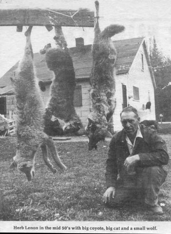 herb-lenon-timber-wolf-bob-cat-coyote-trapped-1950