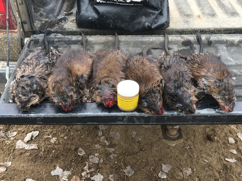 New Mexico Muskrats Caught Using Lenon Muskrat Super All Call Lure