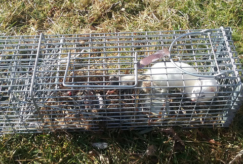 Weasel caught in a live cage trap using lenon's weasel super all call lure