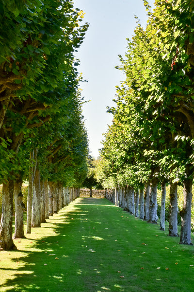 Symmetry in the garden hornbeams and lawn French garden design ideas