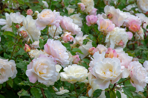 French roses