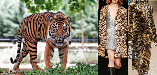 The tiger and examples of tiger print in fashion
