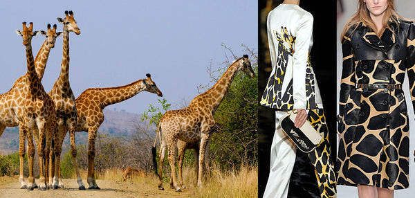A giraffe family inspired designers for their runway fashion