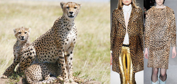 The cheetah and her cubs next to catwalk images of cheetahprinted clothes