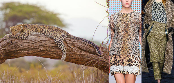The leopard always inspires fashion-designers for their printed fashion