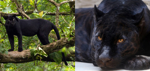Black panther and black jaguar