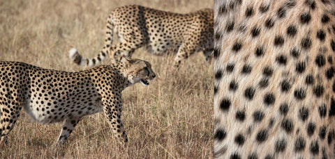 The cheetah in the wild and a close-up of cheetah fur