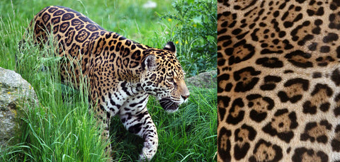 The jaguar in it's green habitat and an example of the jaguar print