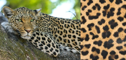 A leopard in a tree and a close-up of leopard print