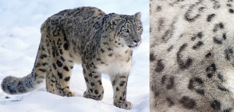 The elusive snow leopard and a close up of it's fur pattern