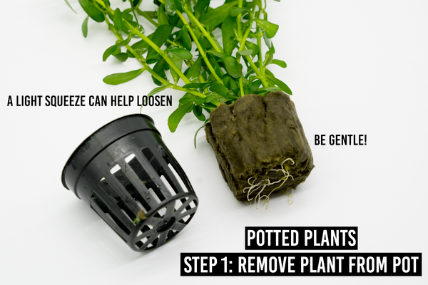 step 1: remove plant from pot