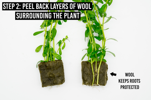 step 2: peel back layers of wool surrounding plant