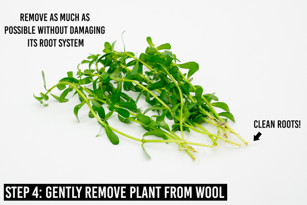 Bacopa Monnieri: step 4 is gently remove plant from wool