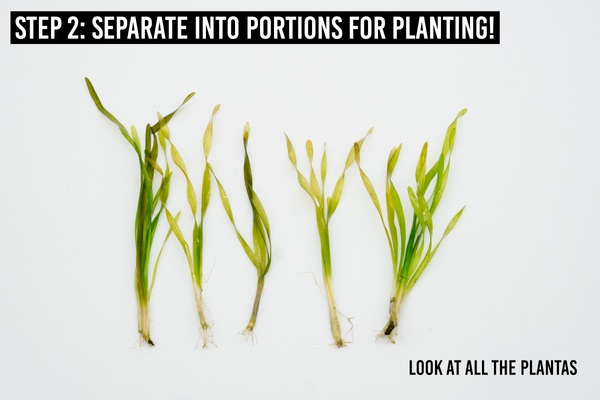 step 2: separate into portions for planting