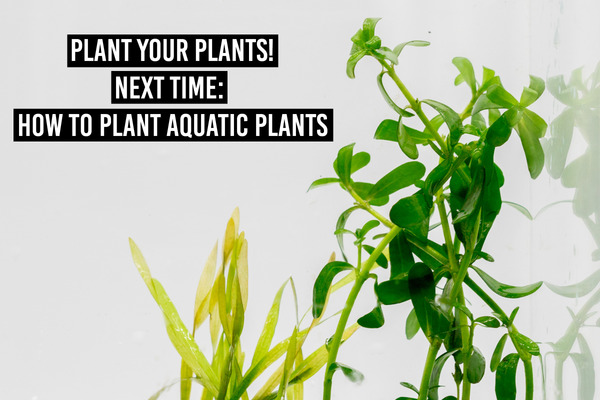 Next time: how to plant your plants