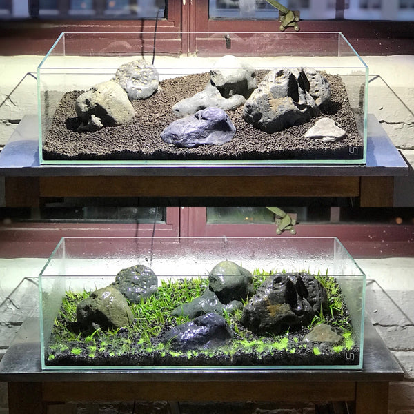 Ultum Nature Systems Shallow Planted Aquarium