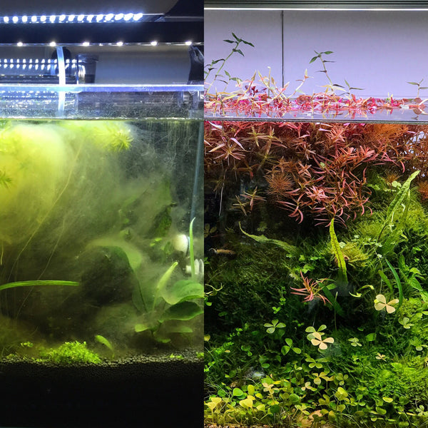 Comparing tank with heavy green algae bloom and algae-controlled tank