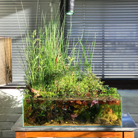 planted tank with emersed and submerged plants