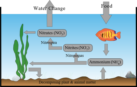 nitration cycle