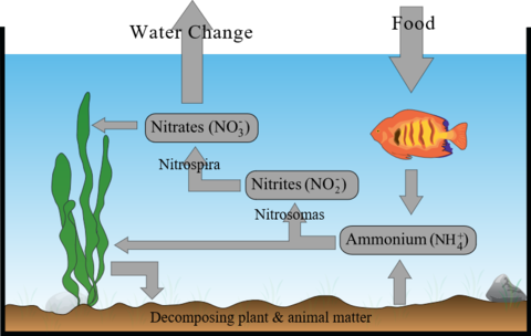 nitrogen cycle for fish tank