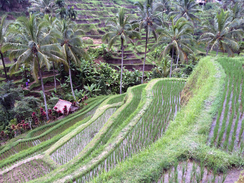 Bali Rice paddings across hill side