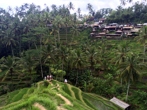 View of Bali Rice paddies from hilltop